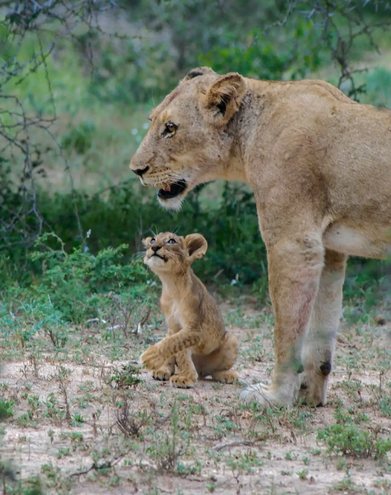 A lion cub looking up at mom